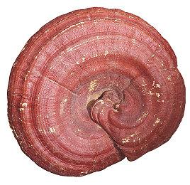 2022日本游戏大赏奖项公布 《艾尔登法环》斩获年度游戏